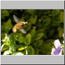 Bombylius major - Wollschweber w07.jpg